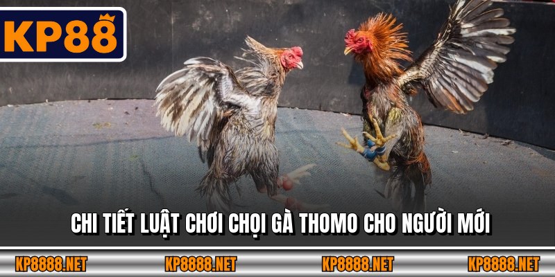 Chi tiết luật chơi chọi gà Thomo cho người mới