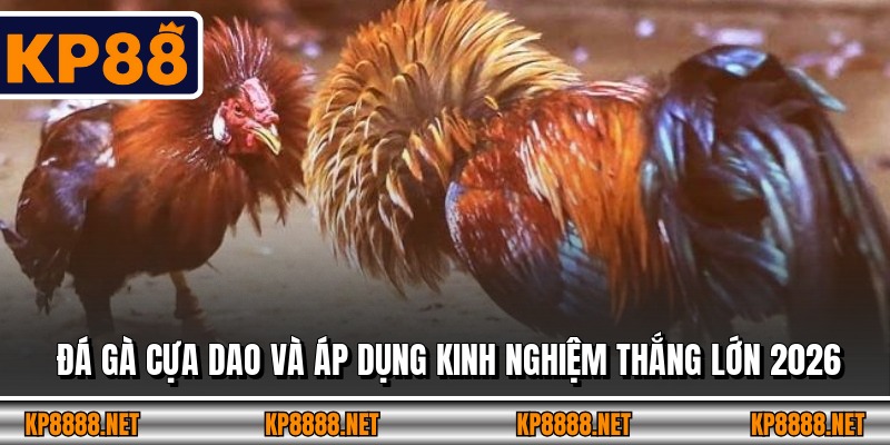 Đá Gà Cựa Dao Và Áp Dụng Kinh Nghiệm Thắng Lớn 2026