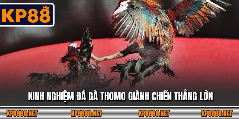 Kinh nghiệm đá gà Thomo giành chiến thắng lớn