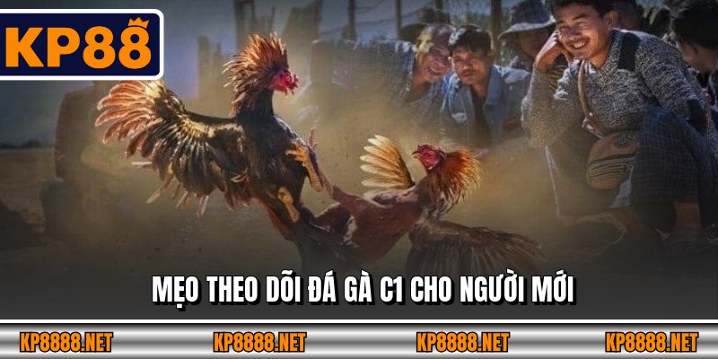 Mẹo theo dõi đá gà C1 cho người mới