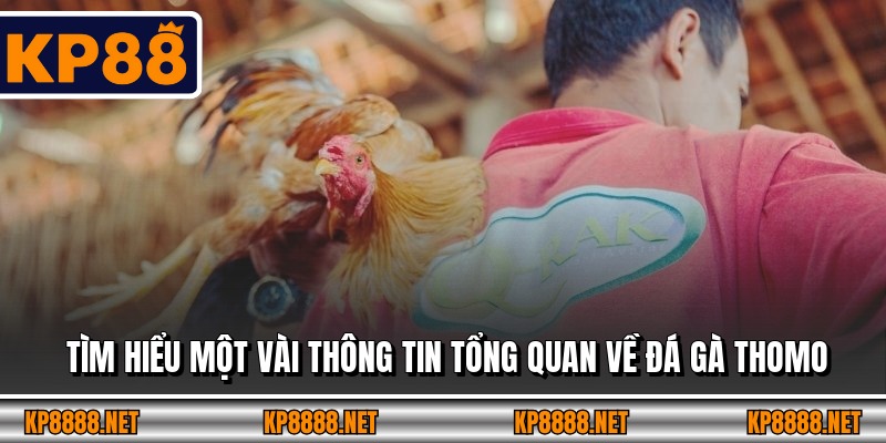 Tìm hiểu một vài thông tin tổng quan về đá gà Thomo